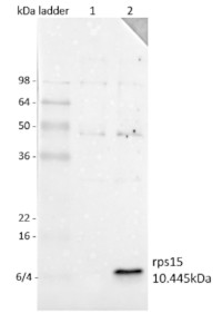 RPS15 | 30S ribosomal protein S15, chloroplastic in the group Antibodies Plant/Algal / DNA/RNA/Cell Cycle / Translation at Agrisera AB (Antibodies for research) (AS14 2779)